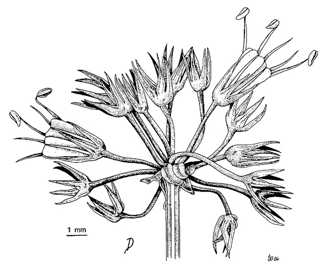 image of Sanicula marilandica, Black Snakeroot, Maryland Sanicle, Maryland Black-snakeroot