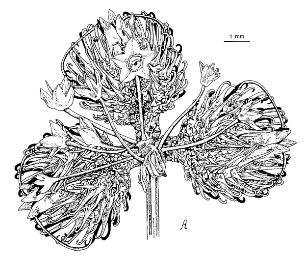 image of Sanicula odorata, Clustered Snakeroot, Clustered Sanicle, Yellow-flowered Snakeroot, Fragrant Snakeroot