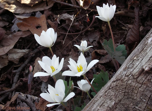 image of Sanguinaria canadensis, Bloodroot, Red Puccoon