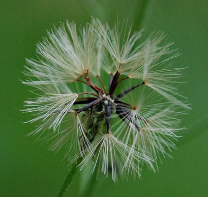 Hieracium gronovii, Hairy Hawkweed, Beaked Hawkweed