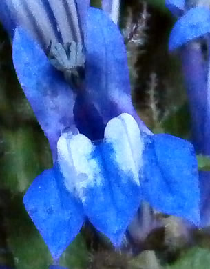 image of Lobelia siphilitica, Great Blue Lobelia