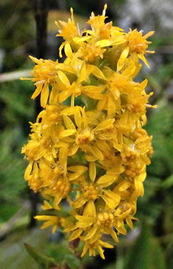 Solidago roanensis, Roan Mountain Goldenrod
