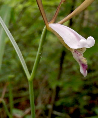 image of Cleistesiopsis bifaria, Appalachian Dragonhead Pogonia, Appalachian Small Spreading Pogonia, Smaller Rosebud Orchid, Upland Spreading Pogonia