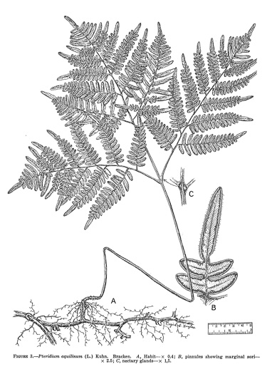 image of Pteridium pseudocaudatum, Southern Bracken