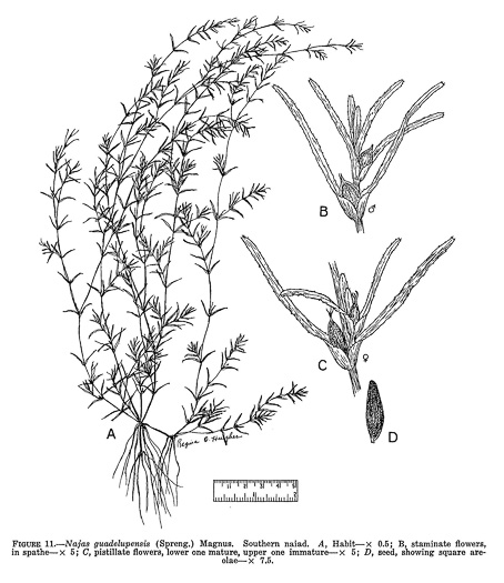 image of Najas guadalupensis var. guadalupensis, Southern Naiad, Southern Waternymph, Common Naiad