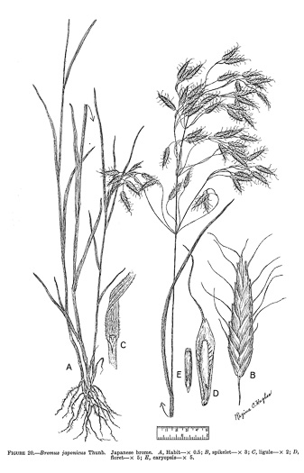 drawing of Bromus japonicus, Japanese Chess, Japanese Brome