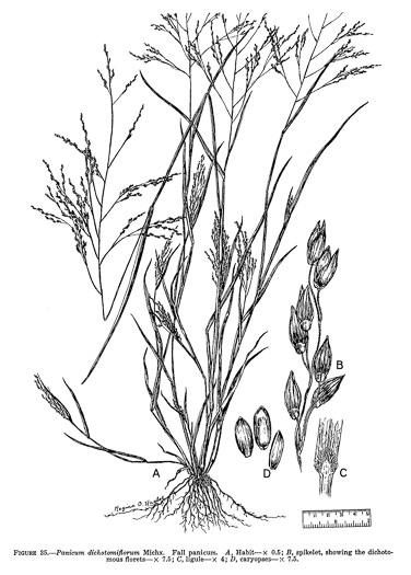 image of Panicum dichotomiflorum var. dichotomiflorum, Fall Panicum, Fall Panicgrass, Spreading Panicgrass