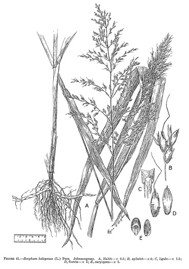image of Sorghum halepense, Johnsongrass