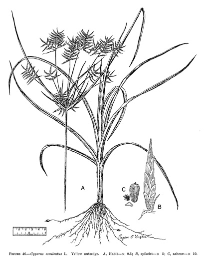 image of Cyperus esculentus var. leptostachyus, Yellow Nutsedge, Yellow Nutgrass, Wild Chufa, Earth-almond