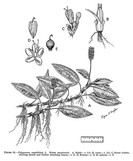 drawing of Persicaria amphibia ssp. laevimarginata, Water Smartweed, Scarlet Smartweed