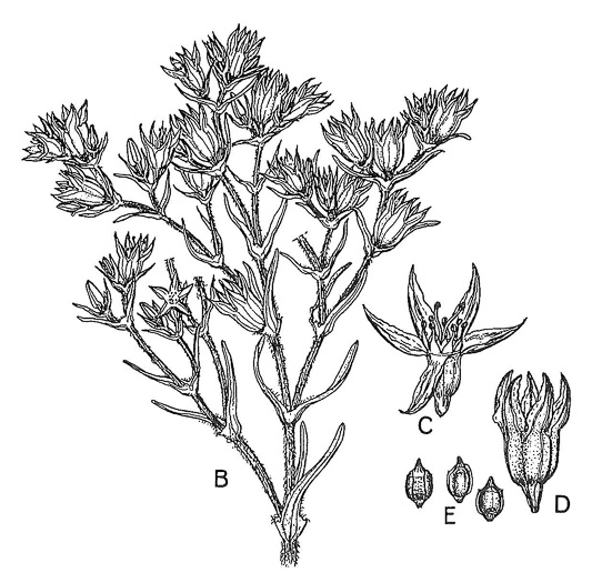 drawing of Scleranthus annuus ssp. annuus, Knawel, Annual Knawel, Knotgrass