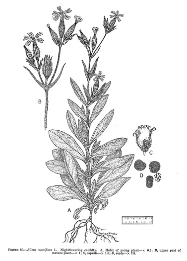 drawing of Silene noctiflora, Night-flowering Catchfly, Sticky Campion, Sticky Cockle