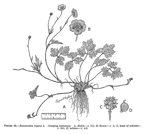 image of Ranunculus repens, Creeping Buttercup, Meg-many-feet