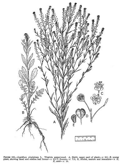 drawing of Lepidium virginicum var. virginicum, Poor Man's Pepper, Peppergrass