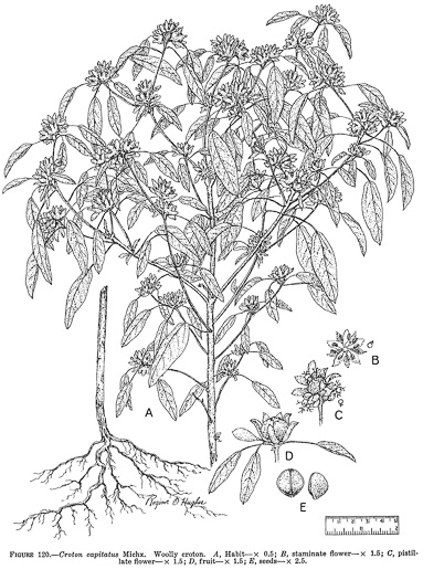 drawing of Croton capitatus, Woolly Croton, Hogwort, Capitate Croton, Goatweed