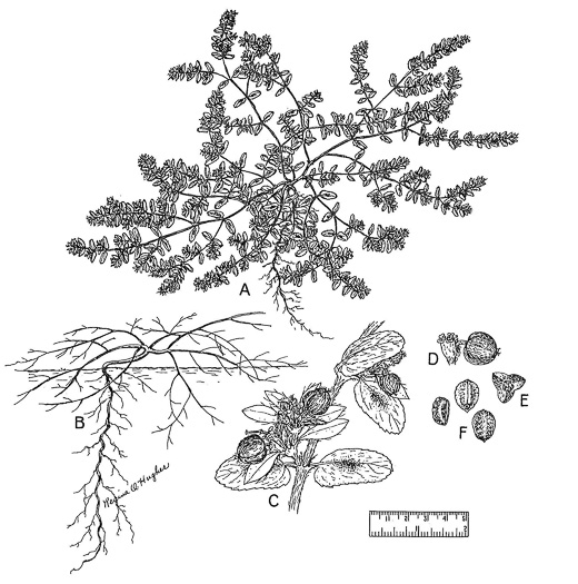 drawing of Euphorbia maculata, Spotted Spurge, Milk-purslane, Wartweed, Spotted Sandmat