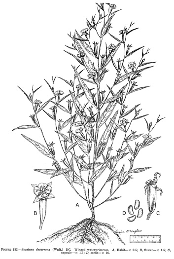 drawing of Ludwigia decurrens, Wingstem Water-primrose, Wingleaf Primrose-willow