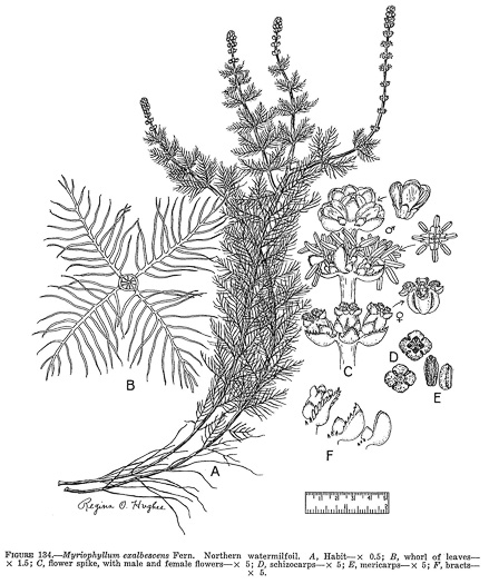image of Myriophyllum sibiricum, Common Water-milfoil