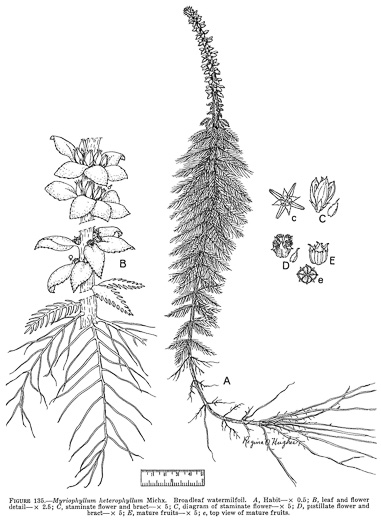 image of Myriophyllum heterophyllum, Southern Water-milfoil, Variable-leaf Water-milfoil