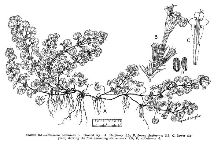 drawing of Glechoma hederacea, Ground Ivy, Gill-over-the-ground, Creeping Charlie