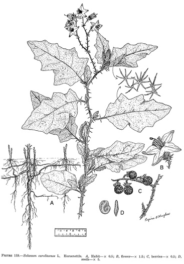 drawing of Solanum carolinense var. carolinense, Carolina Horsenettle, Ball-nettle