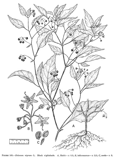drawing of Solanum nigrum, European Black Nightshade