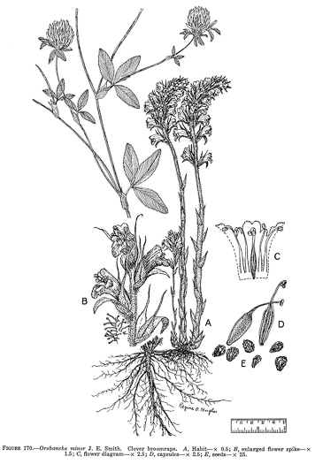 image of Orobanche minor, Lesser Broomrape, Small Broomrape, Hellroot
