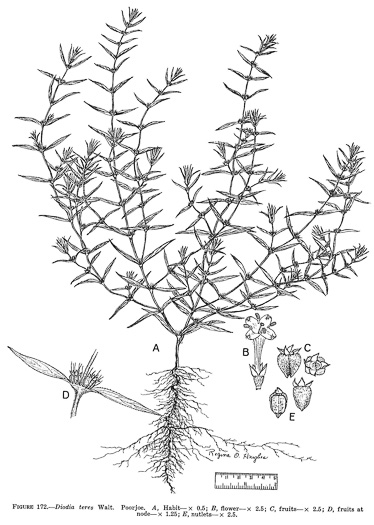 drawing of Hexasepalum teres, Poor-joe, Rough Buttonweed