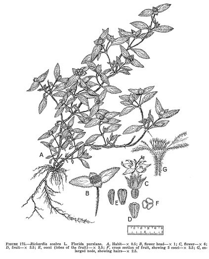drawing of Richardia scabra, Rough Mexican-clover