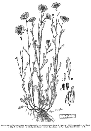 image of Leucanthemum vulgare, Oxeye Daisy, Common Daisy