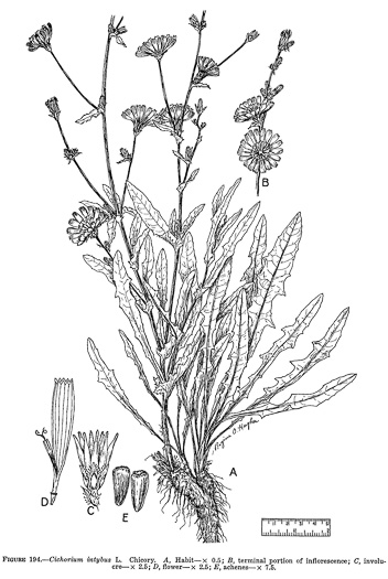 image of Cichorium intybus, Chicory, Blue-sailors, Succory