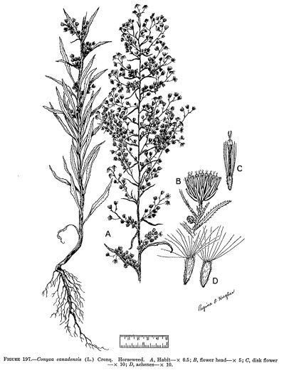 drawing of Erigeron canadensis, Common Horseweed