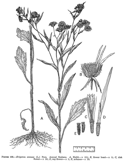 image of Erigeron annuus, Annual Fleabane