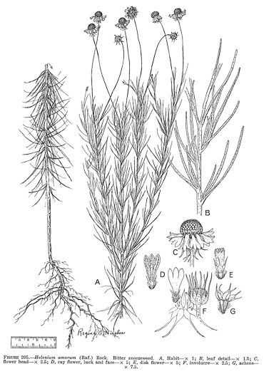 image of Helenium amarum, Bitterweed, Yellow Sneezeweed, Bitter Sneezeweed