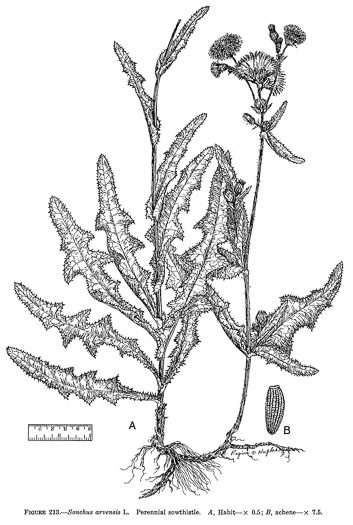 image of Sonchus arvensis var. arvensis, Field Sowthistle, Perennial Sowthistle