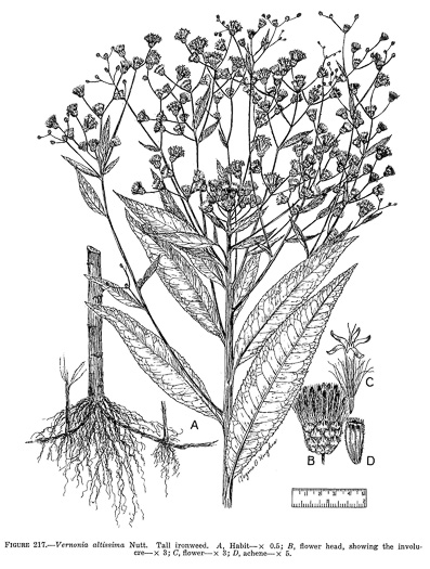 image of Vernonia gigantea, Tall Ironweed, Common Ironweed, Giant Ironweed