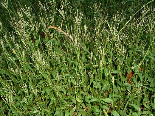image of Arthraxon hispidus var. hispidus, Hairy Jointgrass, Small Carpgrass, Joint-head Grass, Basket Grass
