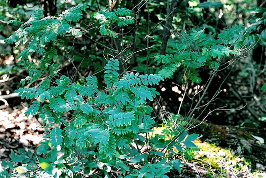 Amorpha schwerinii, Piedmont Indigo-bush