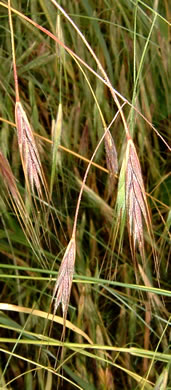 image of Bromus sterilis, Poverty Brome, Barren Brome, Cheatgrass