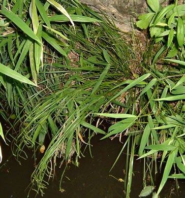 image of Carex debilis, White-edge Sedge, Weak Sedge