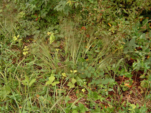 image of Eragrostis hirsuta, Bigtop Lovegrass