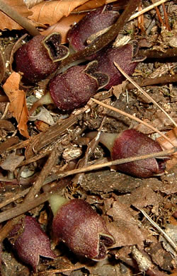 image of Hexastylis virginica, Virginia Heartleaf, Virginia Ginger