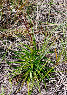 image of Lactuca graminifolia var. graminifolia, Coastal Plain Lettuce, Slender Wild Lettuce, Grassleaf Lettuce