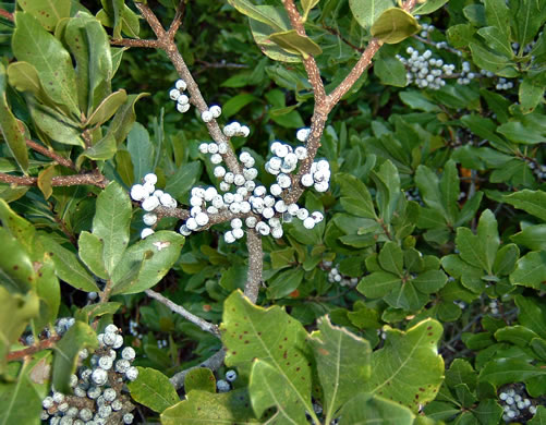 image of Morella pensylvanica, Northern Bayberry