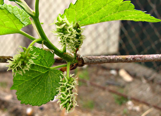 image of Morus alba, White Mulberry, Silkworm Mulberry, Russian Mulberry