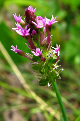 image of Polygala incarnata, Pink Milkwort, Procession Flower