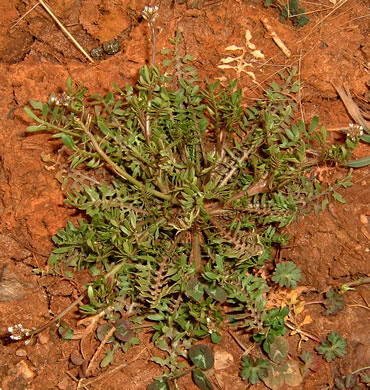 image of Planodes virginicum, Sibara, Virginia-cress, Virginia Rockcress, Virginia Winged Rockcress