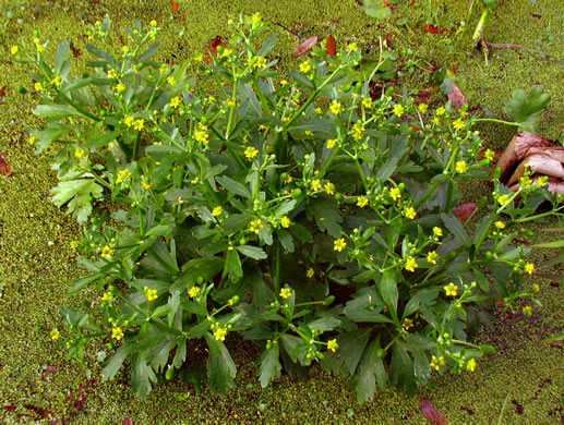 image of Ranunculus sceleratus var. sceleratus, Cursed Buttercup, Celery-leaf Crowfoot, Cursed Crowfoot