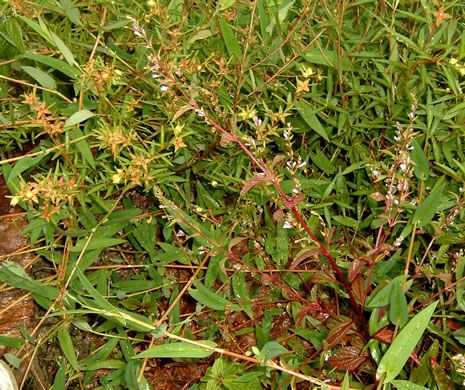 image of Scutellaria lateriflora, Mad-dog Skullcap, Tall Blue Skullcap