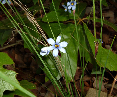 image of Sisyrinchium mucronatum, Needletip Blue-eyed-grass